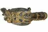 Fossil Mud Lobster (Thalassina) - Australia #109295-2